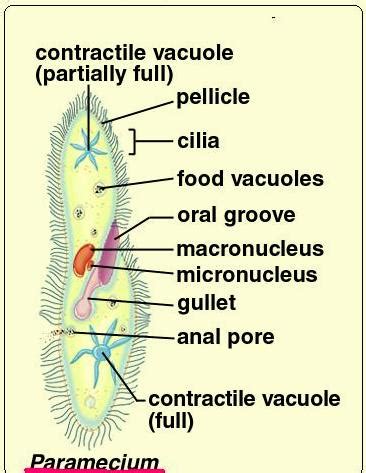 Labeled diagram of a paramecium - Science - Microorganisms Friend and Foe - 9664229 ...