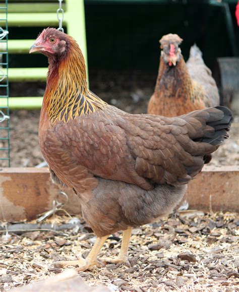 Welsummer For Sale | Chickens | Breed Information | Omlet