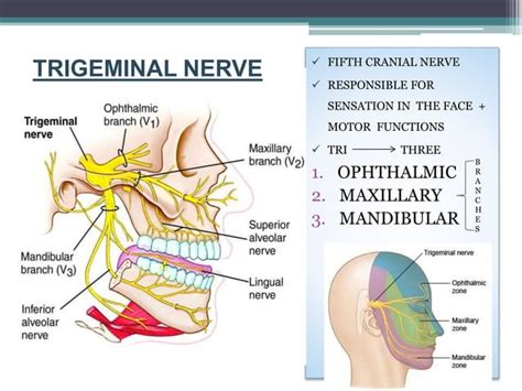 Trigger Zones Of Orofacial Region In Trigeminal Neuralgia