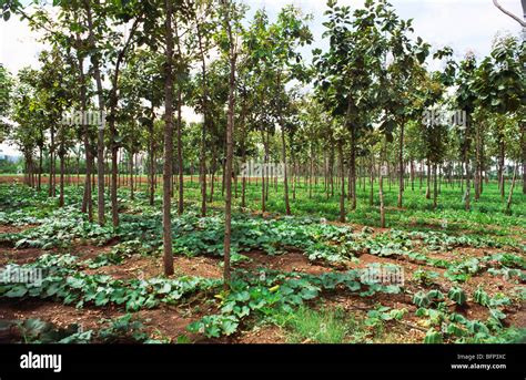 Teak Wood Trees Plantation Uruli Kanchan Pune Maharashtra India