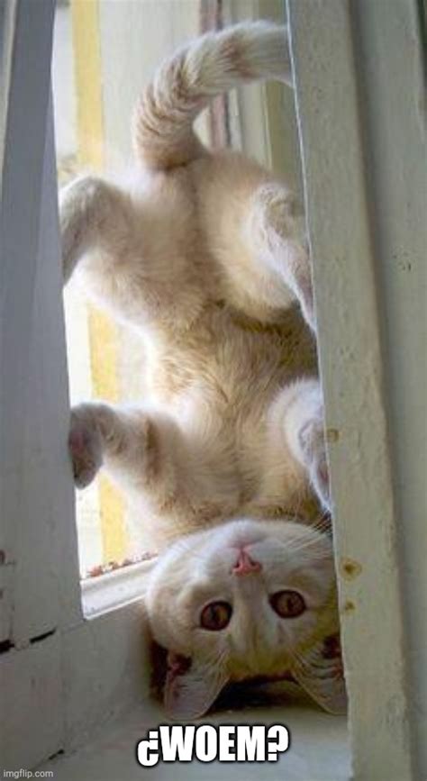 Upside Down Cat Imgflip