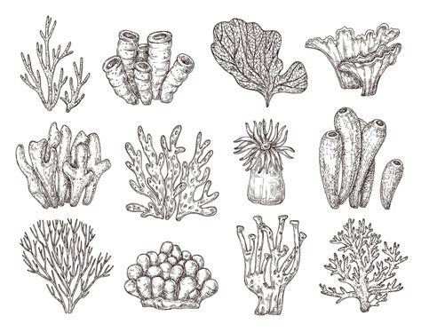 Dibujo De Coral Bocetos De Corales Naturales Grabado En Negro De La Flora De Los Arrecifes