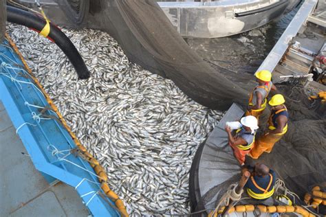 Md. Anglers Sue Virginia for Allowing Menhaden Quota Increase | Chesapeake Bay Magazine