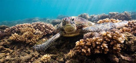 The Turtle Tales: Sanctuaries and Sightings in the Great Barrier Reef | Fitzroy Island