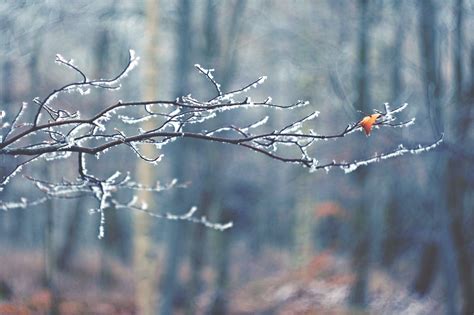 Free Images Tree Water Nature Forest Grass Branch Snow Winter