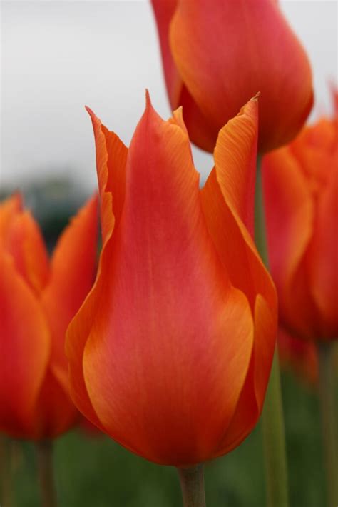 Tulip Ballerina – Brighter Blooms
