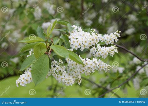 Closeup View Of Newly Blooming Canada Red Cherry Tree Blossoms Stock