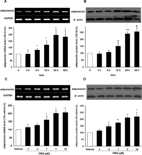 Effects Of Pmq On Adiponectin Mrna And Protein Expression In 3t3 L1