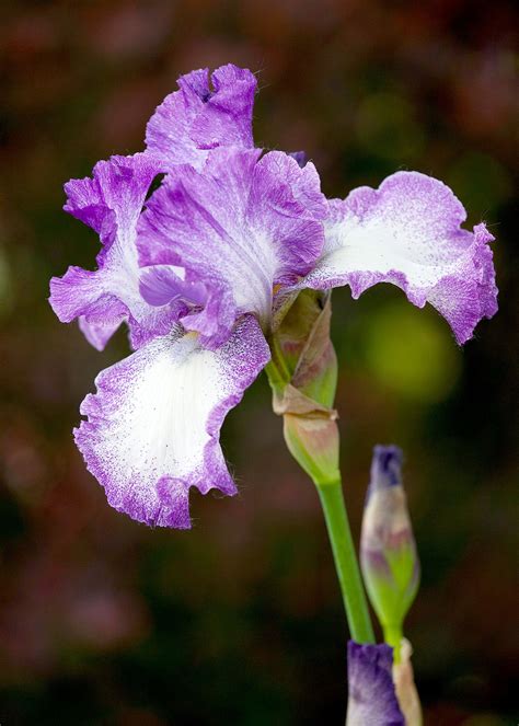 How To Divide Perennials And Expand Your Garden For Free Iris Flowers