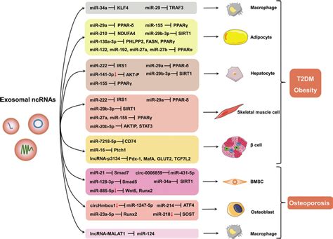 The Role Of Exosomal Ncrna In The Pathological Process Of Metabolic Download Scientific Diagram