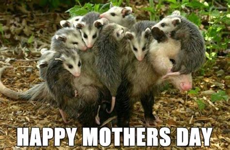 19 funny Mother's Day memes to give mom a laugh