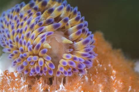 Gas Flame Nudibranch Bonisa Nakaza Front View Of A Sea Slug Stock Photo