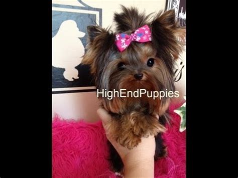 Full Grown Micro Teacup Yorkie