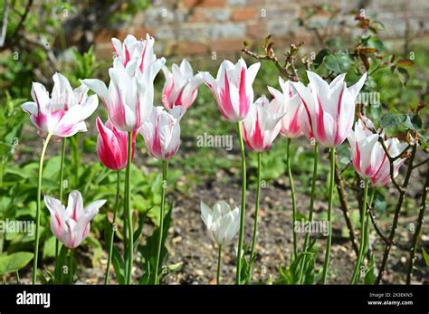 Red And White Striped Spring Flowers Of Lily Flowered Tulip Marilyn In