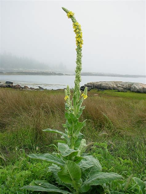 Verbascum Thapsus Common Mullein Go Botany