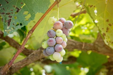 Feche De Uvas Folhas Verdes Na Videira Plantas De Frutas De Uva