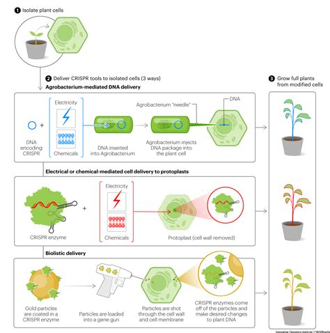 Crispr En Agricultura Crisprpedia