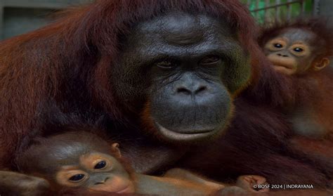 ARE ORANGUTANS EMPATHETIC?