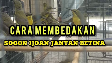 Cara Membedakan Sogon Jantan Dan Betina Ijoan Paling Mudah YouTube