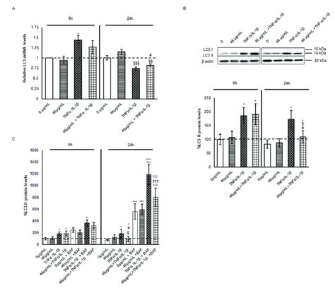 Evaluation Of Autophagy Marker Lc3 Mrna And Protein Levels A Mrna