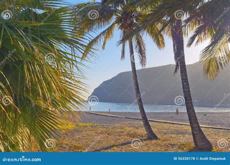 La Gomera stock photo. Image of tree, tourist, volcanic - 56330178