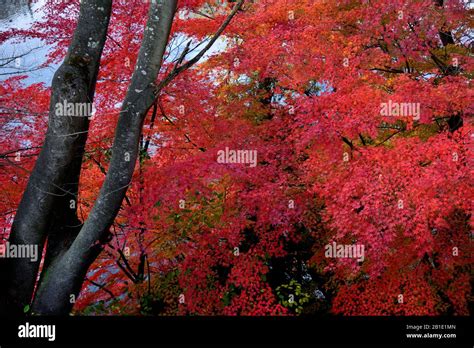 autumn Foliage in Japan Stock Photo - Alamy