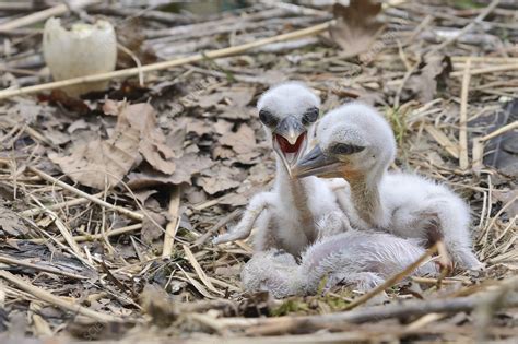 Recently Hatched White Stork Chicks Stock Image C0496035 Science