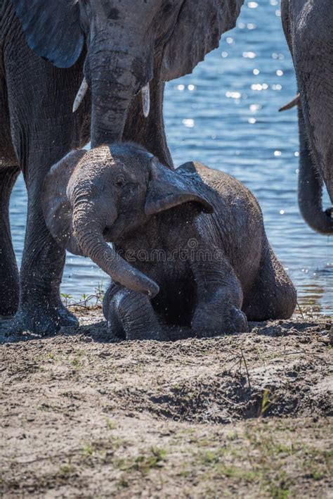 Olifant Die Van Water In Chobe Weggaan Riverfront Stock Afbeelding