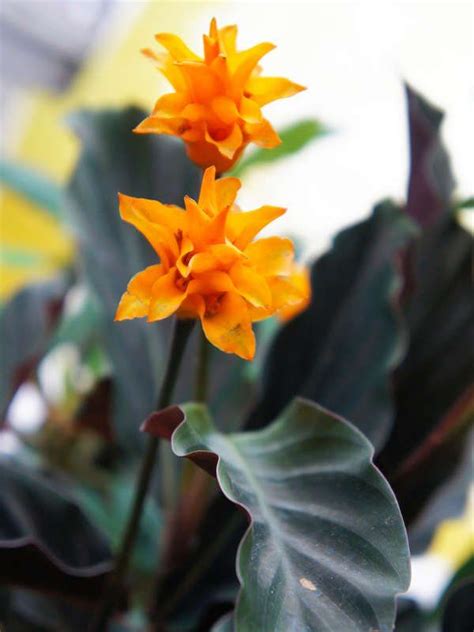 20 Flowering Houseplants That Will Add Beauty To Your Home Plants That Love Shade Flowering