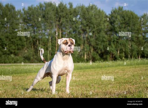 Proud And Strong American Bulldog Male Dog Standing Stock Photo Alamy