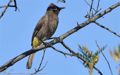 Bulbul Cape Pycnonotus Capensis Endemic Cape West South Africa