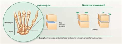 Synovial Joints Flashcards Quizlet