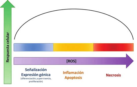 Respuesta Horm Tica De Las Ros En C Lulas De Mam Fero Se Muestra La