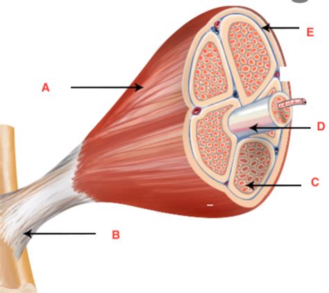 Muscular System Flashcards Quizlet