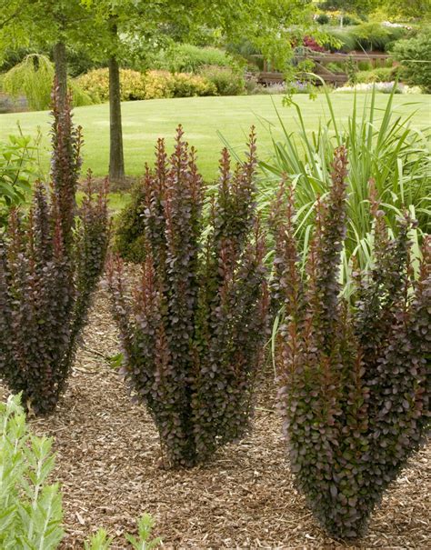 Helmond Pillar Barberry Berberis Thunbergii Landscape Shrubs