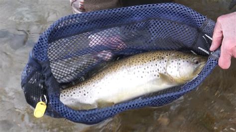 Sow Bug Big Brown Trout Springtime Fly Fishing Utah Youtube