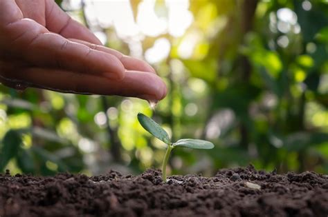 Arbre Qui Pousse Sur Le Sol Et Les Agriculteurs Prennent Soin Des