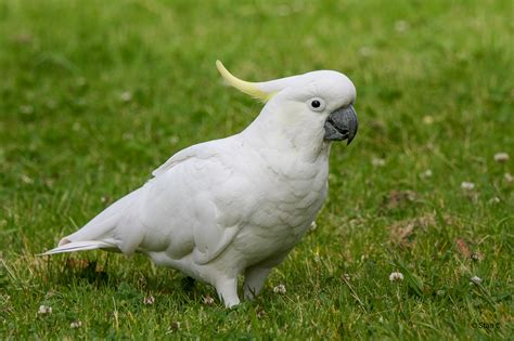 Sulphur-crested Cockatoo | BirdForum