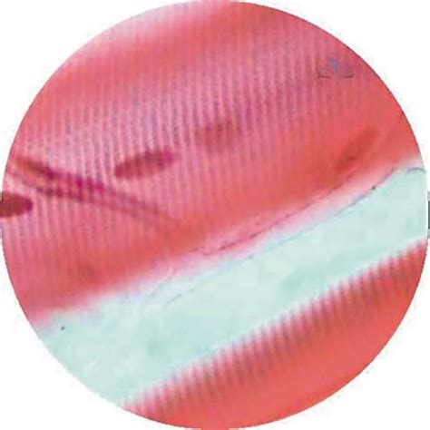 Prepared Microscope Slide Human Cardiac Muscle Section Manufacturer