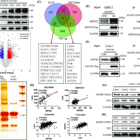 ZNF582 Protein Binds To TJP2 And ERK2 Protein And Regulates Their