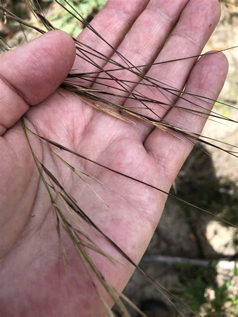 No Known Common Name Logan Native Grasses INaturalist