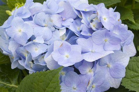 How To Make Hydrangeas Blue The Gardener : The Gardener