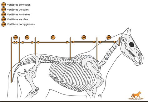Lanatomie Du Cheval Le Squelette