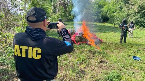 MP erradican 10 manzanas de marihuana y destruye más de dos mil libras