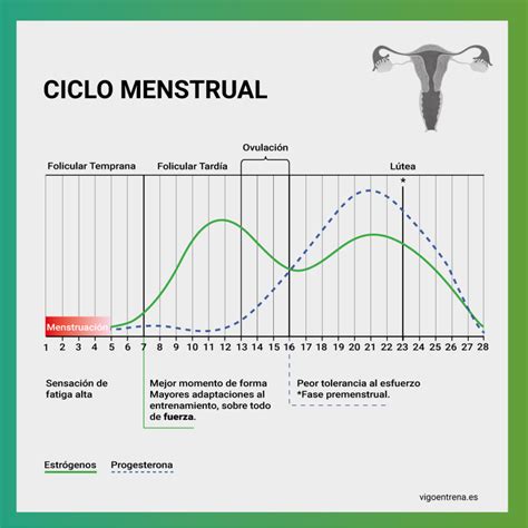 Lo que debés saber sobre las hormonas femeninas