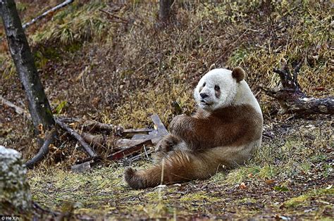 The World's Only Brown Panda, 'Qizai' Has Broken The Internet With His ...