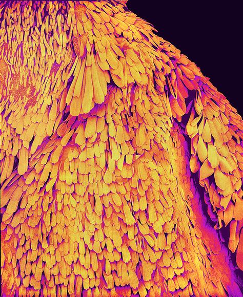 Moth Wing Sem Photograph By Susumu Nishinaga Pixels