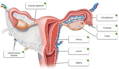 Exam 5 Anatomy Flashcards Quizlet