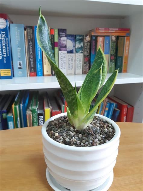 Sansevieria Trifasciata Furniture Home Living Gardening Plants