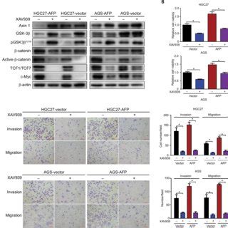 Wnt-pathway inhibitor reduced AFP-mediated Wnt-pathway activation and... | Download Scientific ...